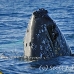 whale_humpback_h_00144_dom2187.jpg